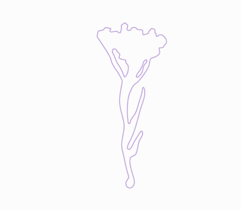 Helichrysum (aka Imortelle)